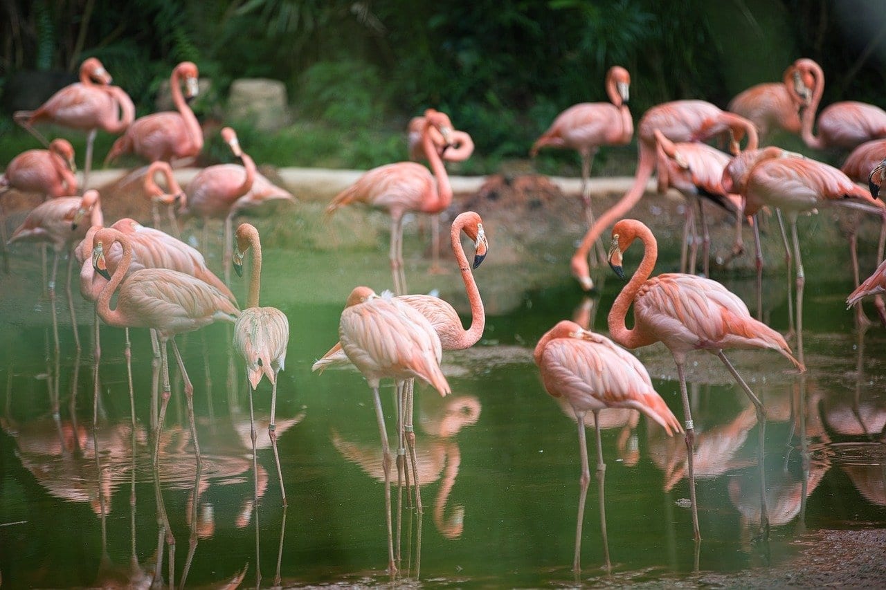 Flamboyant Facts About Flamingos Fact City