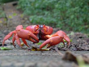 Christmas Islands Red Crabs]
