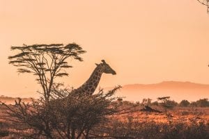 A Kenyan safari, with Giraffe in shot