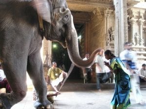 Indian woman bowing towards an Indian elephant 