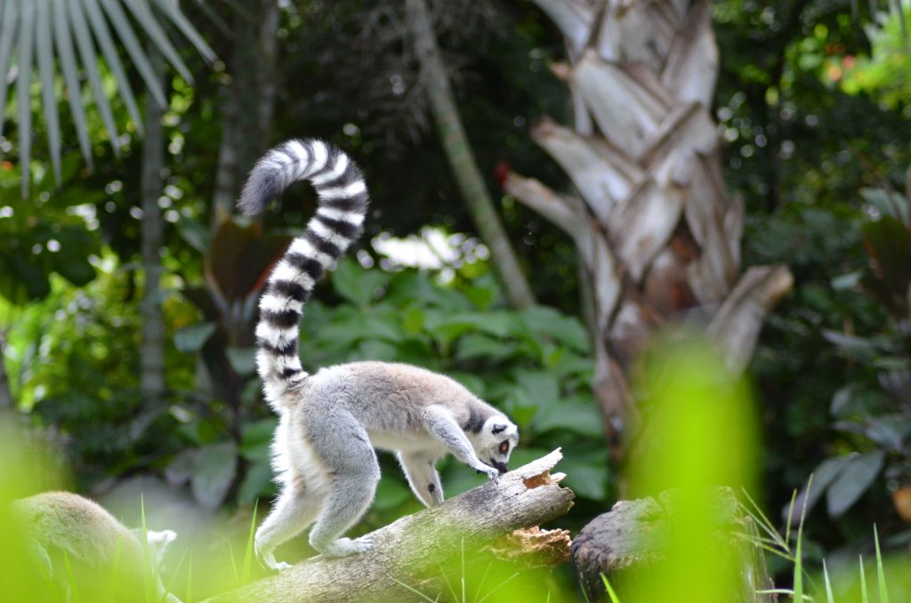 Interesting facts about Madagascar