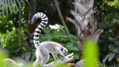 Interesting facts about Madagascar