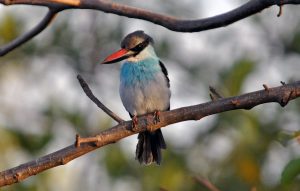 Blue brested Kingfisher