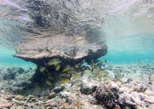 underwater coral garden around the islands of Cocos Keeling 