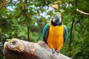 A parrot in the rainforests of Ecuador