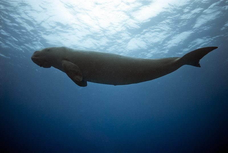 A dugong in Cocos Keeling Islands