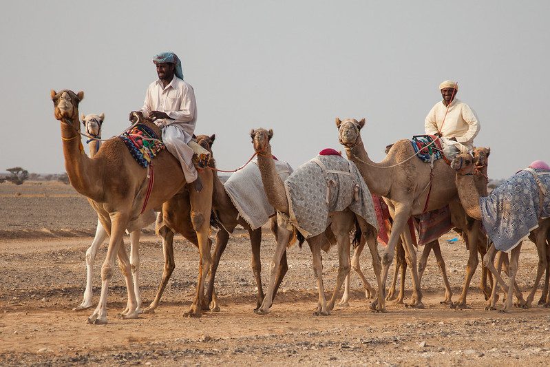 Omani camels