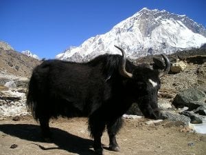 Mountain Yak in Nepal