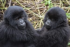 Mountain Gorillas, Uganda