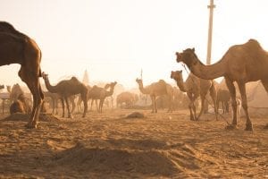 Camels in the desert, Chad