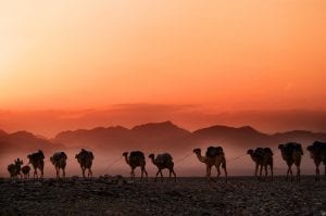 a camel caravan in Ethiopia