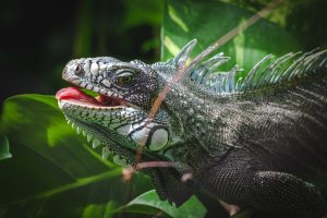 an iguana from guadeloupe