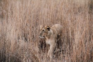 a lion in the bush near Harare, Zimbabwe