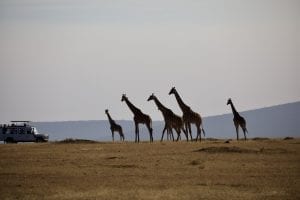 5 giraffes looking towards a saferi park vehicle in Tanzania