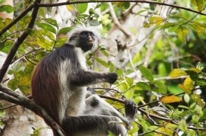 interesting facts about Tanzania