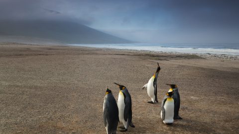 interesting facts about the Falkland Islands