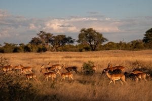 Herd of gazelles in the wild
