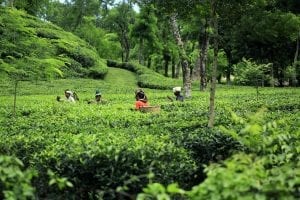 Bangladesh Tea Garden