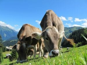 Alpine cattle