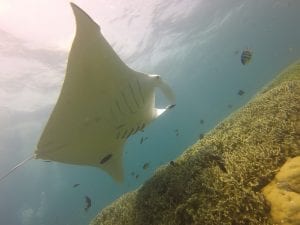A manta ray in the seas in Micronesia