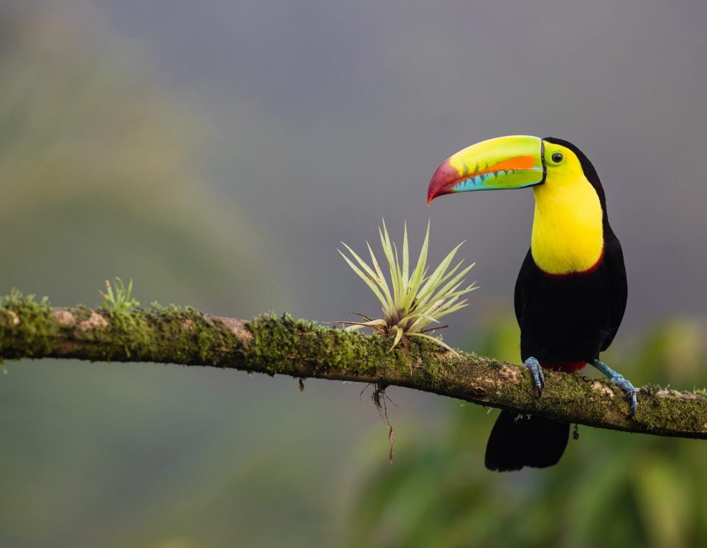 Interesting facts about Costa Rica