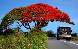 A local bus travelling along the road in Mauritius next to a bright red tree