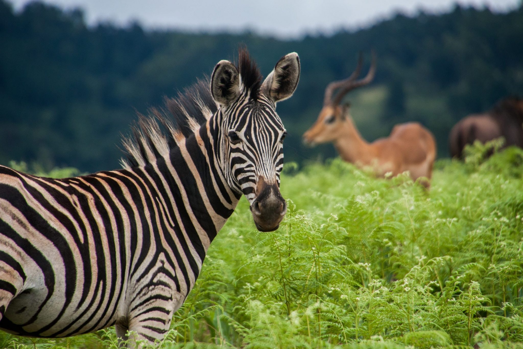 Alba wildlife. ЮАР природа животные. Зебры и антилопы. Зебра в зеленой траве. Зебра ест траву.