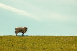 a lone sheep in a field