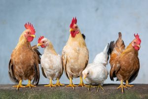 Chickens love the color red