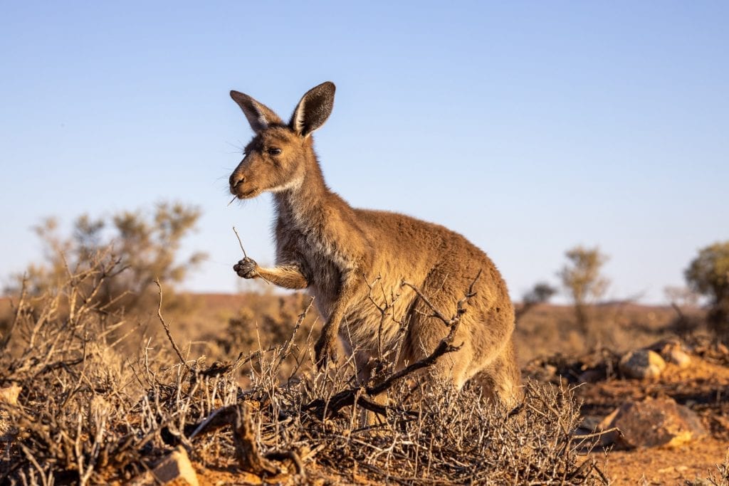 A Kangaroo in the Australian outback