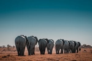 a line of elephants walking away... Burkina Faso