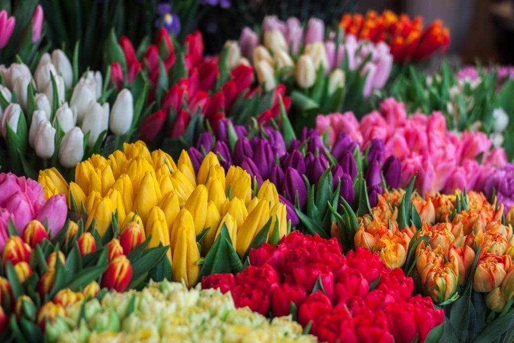 Tulips - the national flower of the Netherlands