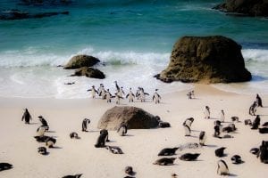 penguins on the beach - Simon's Town, Cape Town, South Africa
