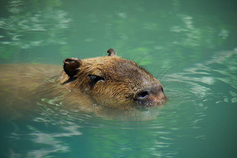capybara in Venezuela