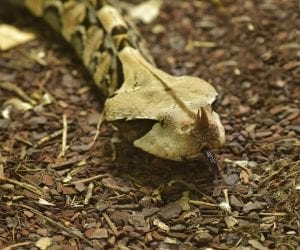 The Gaboon Viper - a highly venomous snake found in the rainforests and savannas of sub-Saharan Africa.