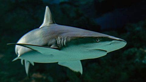 facts about sharks