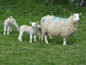 Female Sheep (Ewe) with her kids