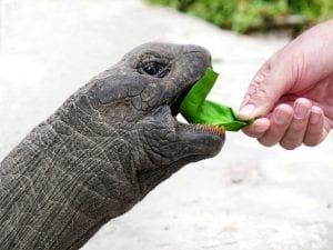 fun Giant tortoise, Seychelles