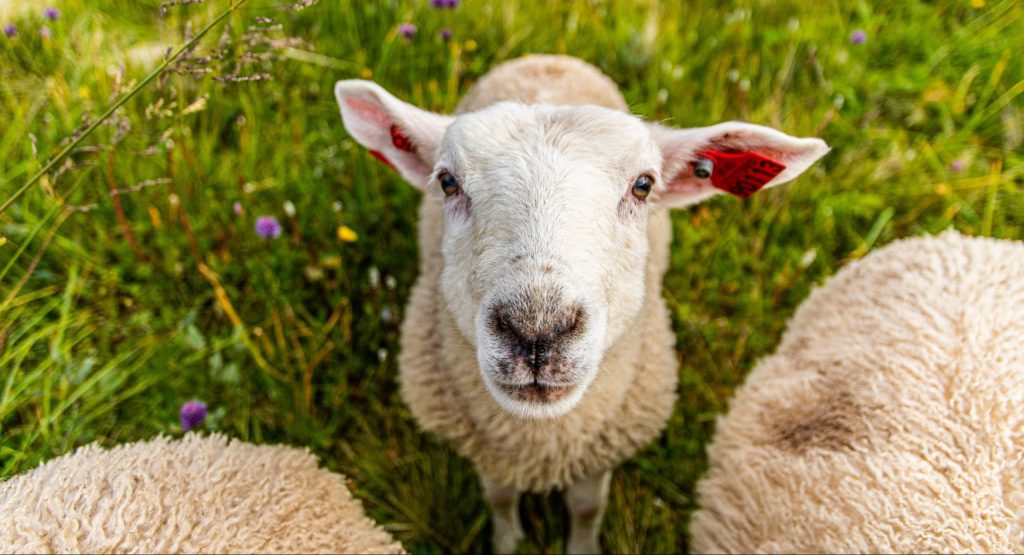 fun facts about sheep