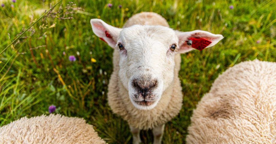 fun facts about sheep