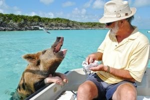 a pig being fed from a boat in the Bahamas