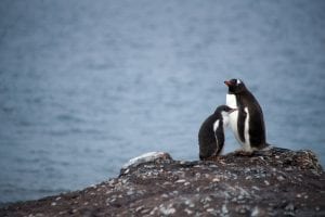 Penguins in Antarctica