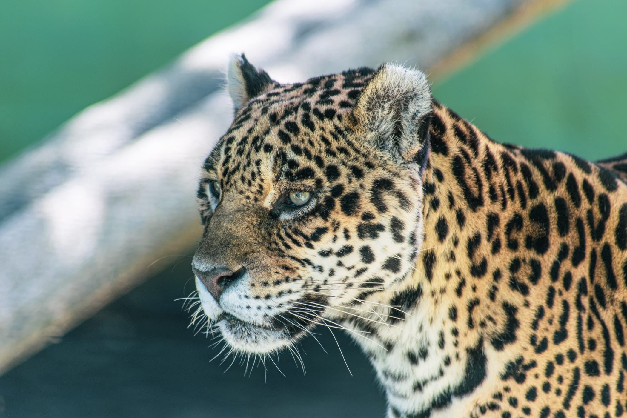 16 Interesting Facts on Jaguars