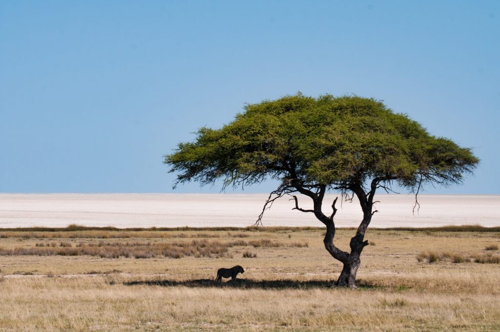 interesting facts about Namibia