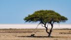 interesting facts about Namibia
