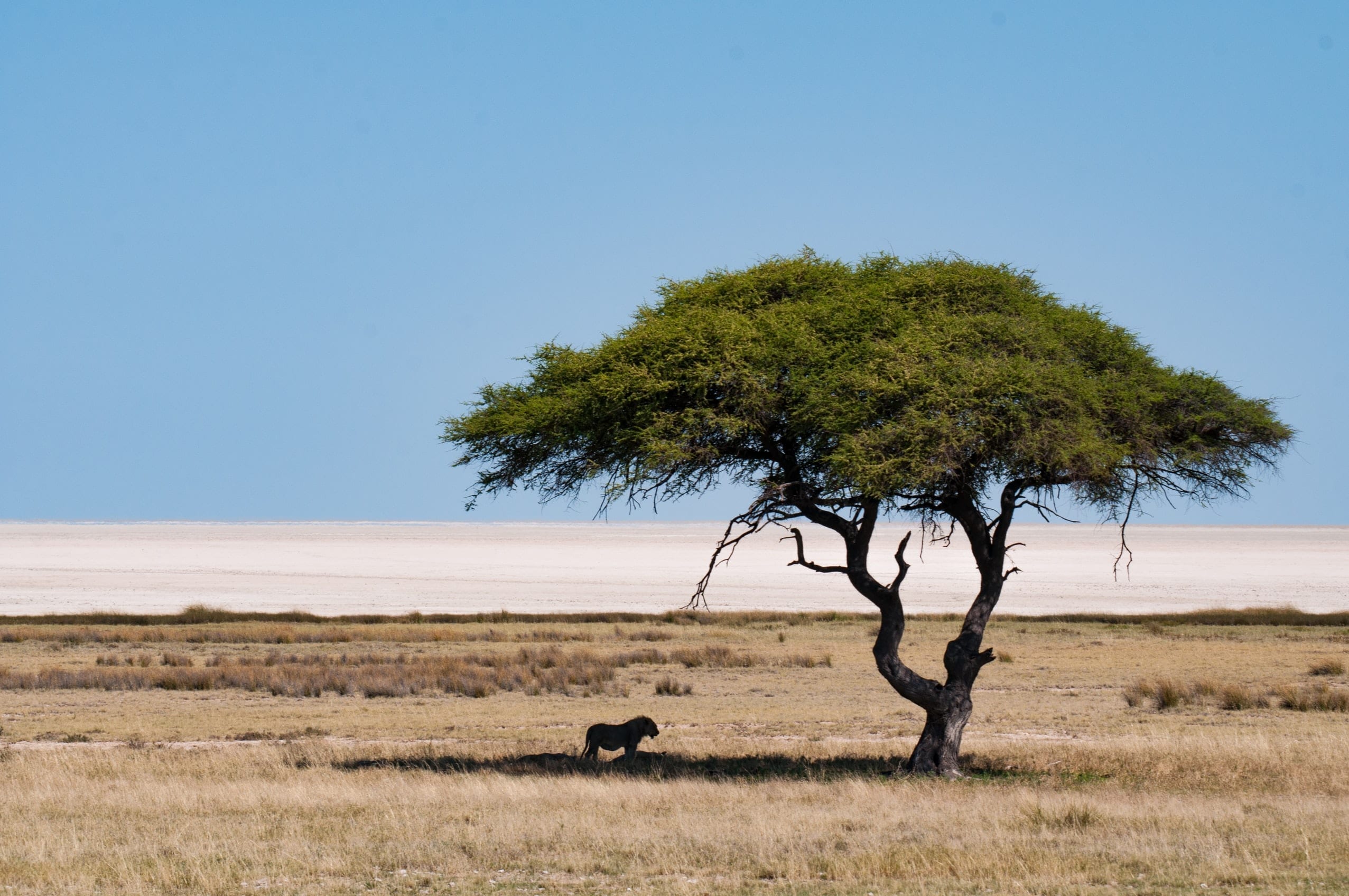 21 Notable Facts About Namibia Fact City