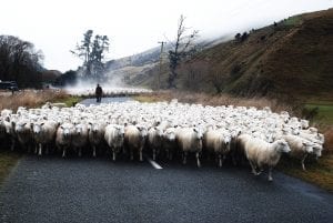 sheep flock being herded down a road