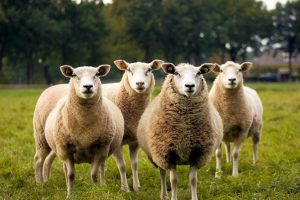 a small flock of woolly sheep