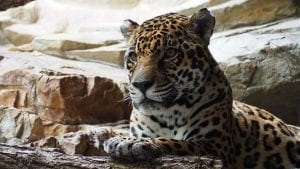 fun facts about jaguars