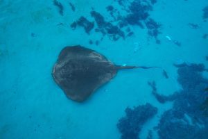 Stingray in the waters of the Cayman Islands
